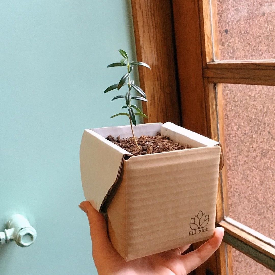 Lil Plot Olive Tree Kit - Nordic Innovation Shop