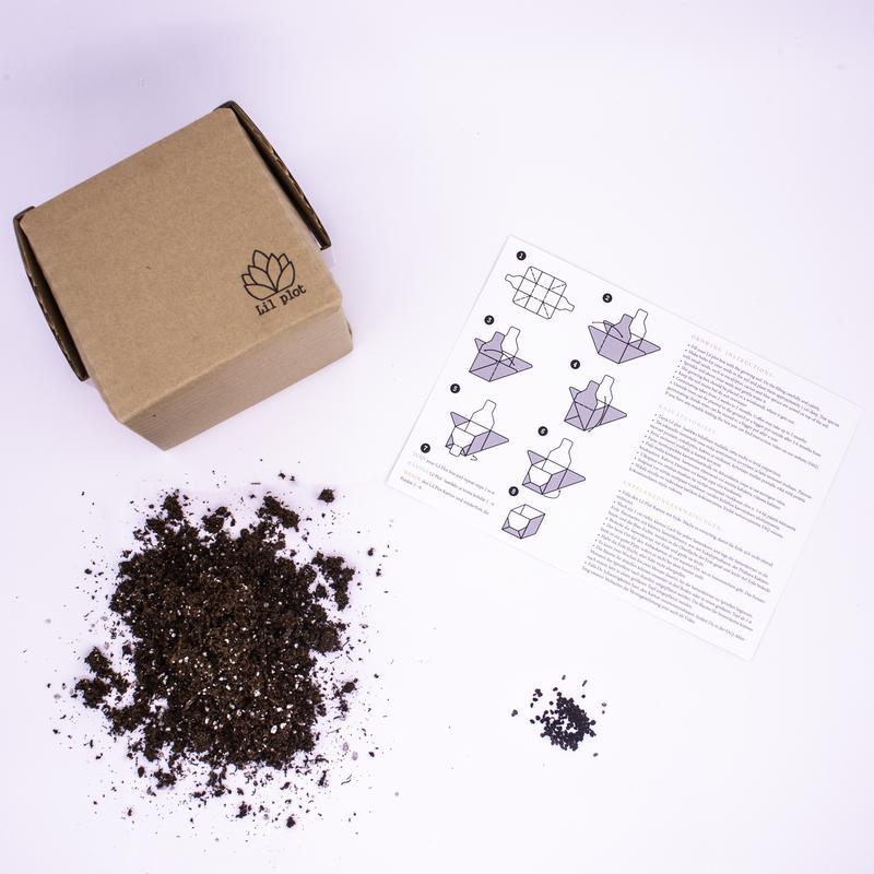 Lil Plot Olive Tree Kit - Nordic Innovation Shop